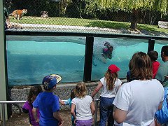 Swimming Tiger, Crouching Children