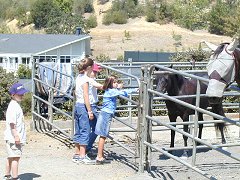 Horses at the Sports Club