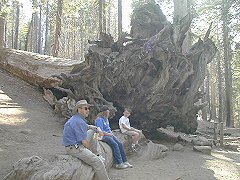 AAH sitting by fallen sequoia