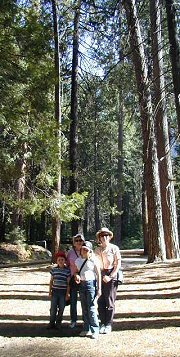 Among the Sequoias